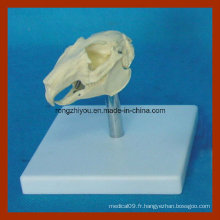 Anatomical Plastic Rabbit Skull Model Aninal Organ Model